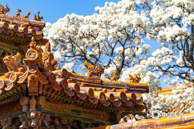 故宫里的春夏秋冬：时光沉淀间 四时皆盛景
