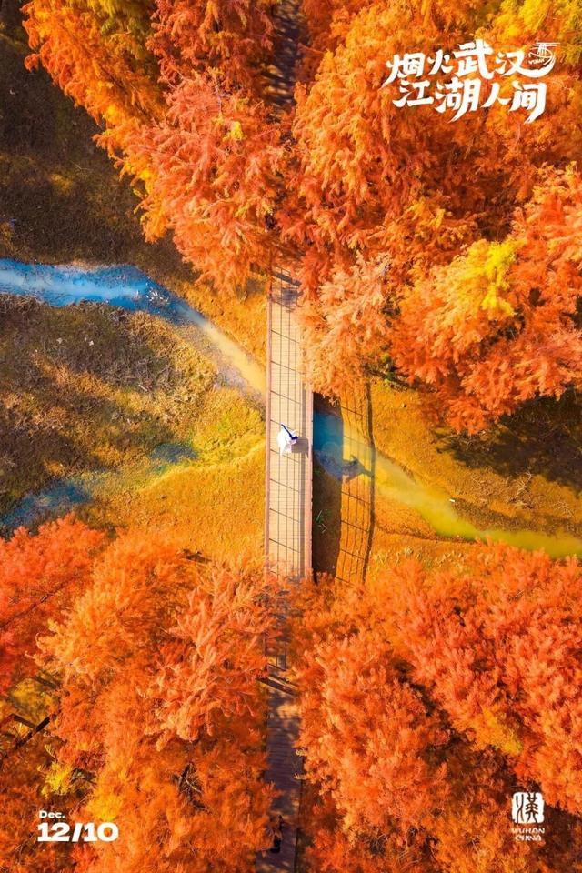 武汉这片杉树林，喀纳斯啊你！