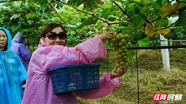 新加坡大型旅游团趣游桑植体验 “农”情