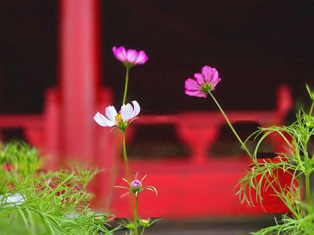 北京通州大运河森林公园：秋花绽放，别有味道