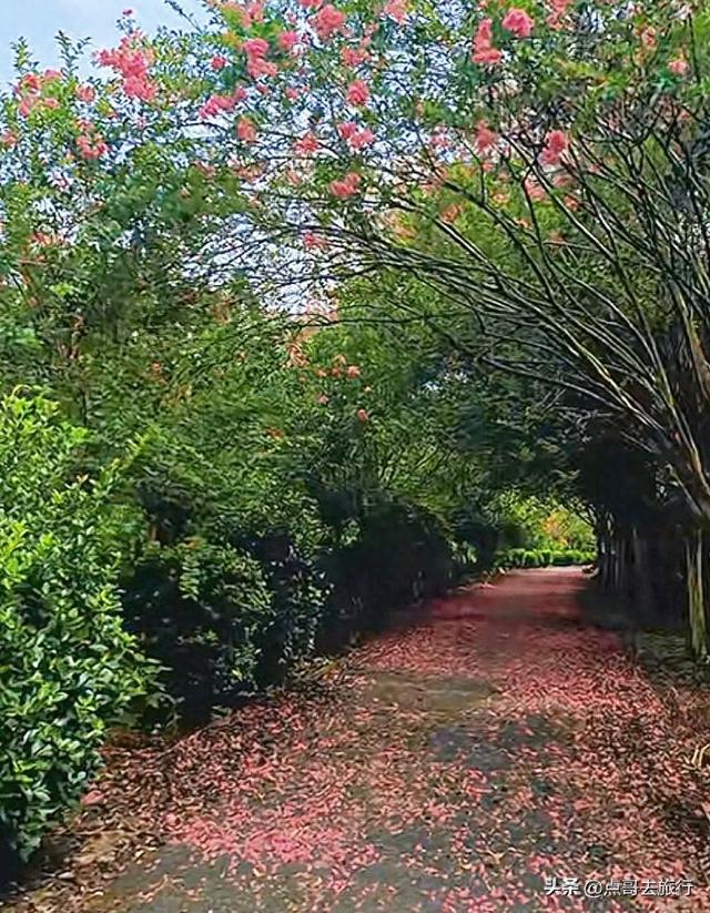 成都温江最美紫薇花大道，壮观色彩斑斓，不要门票，地铁公交直达