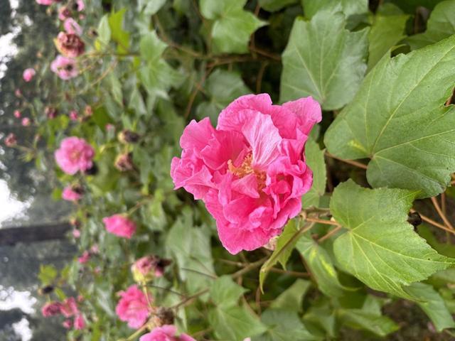 芙蓉花哪个季节是花期呢（芙蓉初冬也能开）
