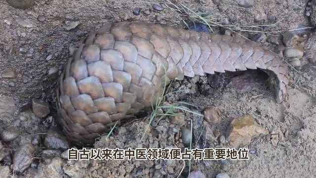 你知道甲珠的功效与作用吗（每日科普甲珠）