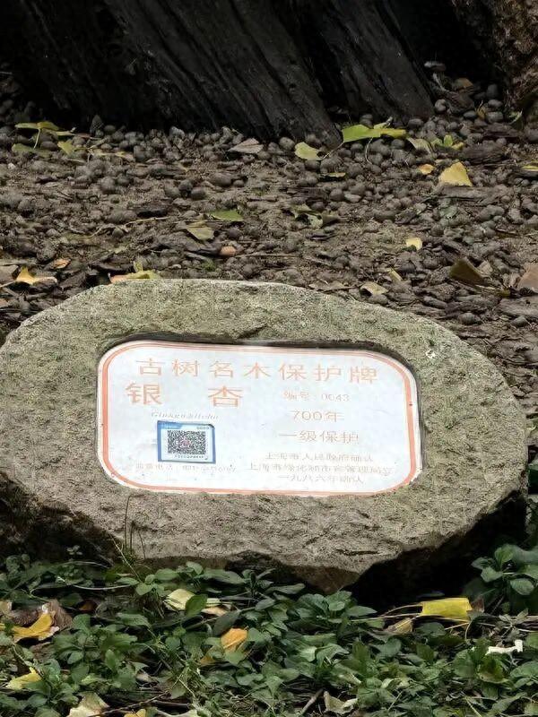 上海中心城区“树龄最长”：700岁古银杏即将迎来最美季