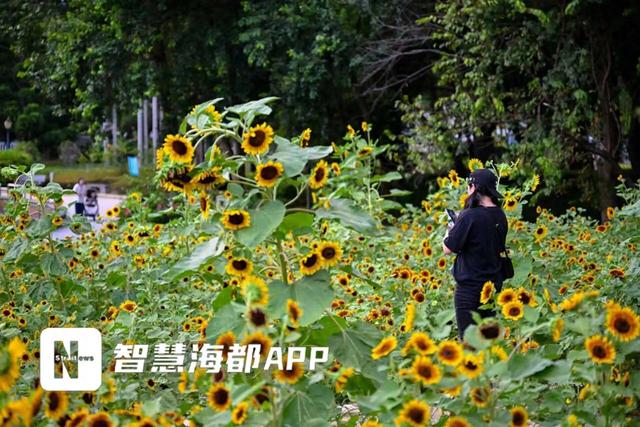 福州南山公园向日葵花海盛放