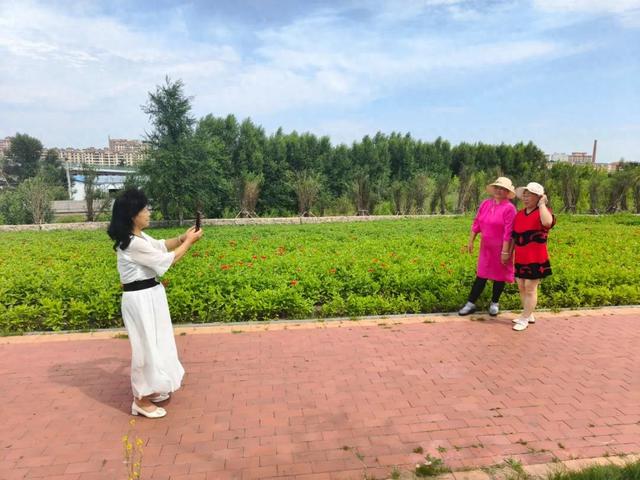 花正浓 景正盛！牙克石市绚丽花海盛装迎客
