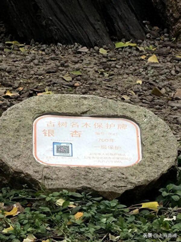 上海中心城区“树龄最长”：700岁古银杏即将迎来最美季！