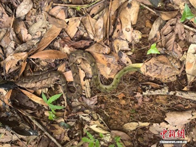 广西九万山保护区现“蛙吃蛇”场景