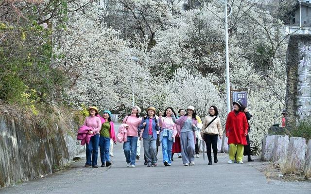 四川朝天：樱桃花开春意浓 生态美景变富民经济