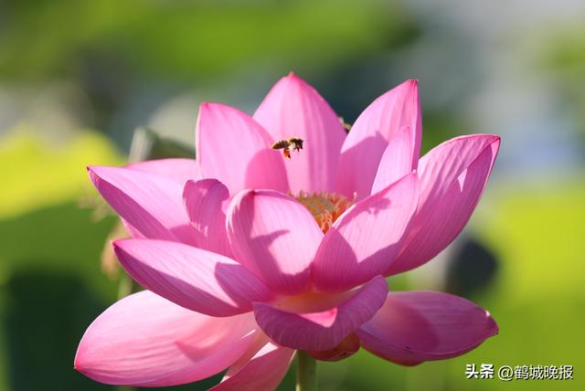 甘南县兴十四村第三届荷花节盛大开幕