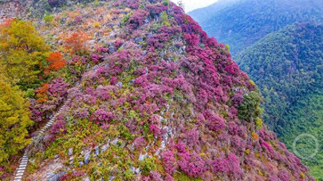 不只火红！巫山还藏着一处梦幻红叶谷