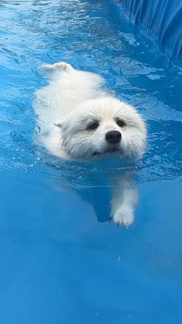 宠物洗澡的具体步骤有什么（新增养狗知识点洗澡水里加20毫升碘伏）