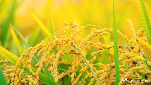 来楚雄永仁邂逅现实版稻香