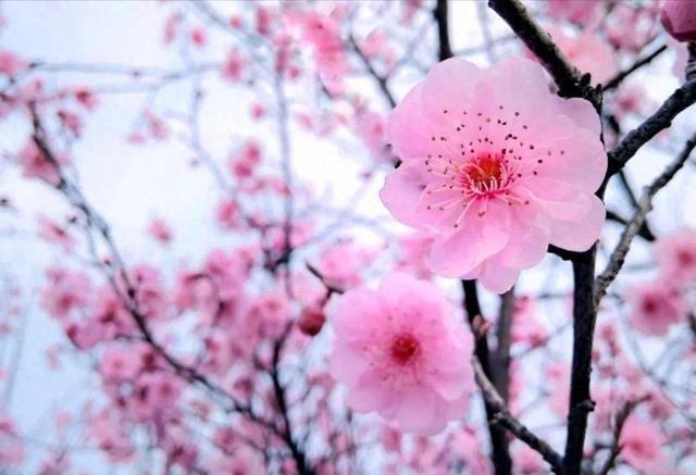 三月飞雪代表什么（三月飞雪通常被称为桃花雪有啥含义）