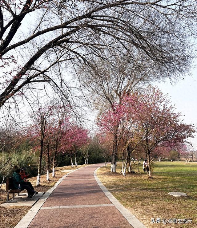 成都最大规模冬樱花开了，1000多株，惊艳壮观，免费，地铁直达！