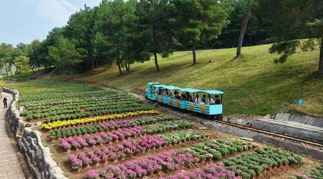 秋日限定 来麻江邂逅花海盛宴