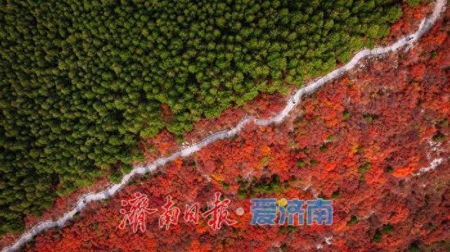 层林尽染！济南蝎子山“平分秋色”美景上线