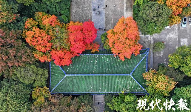 在一棵树上真的能看到四季！南京灵谷寺黄连木构成美丽秋日画卷