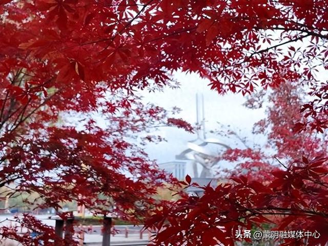 【蒙阴城管 绿意画卷】城北广场枫叶红！赏秋打卡正当时