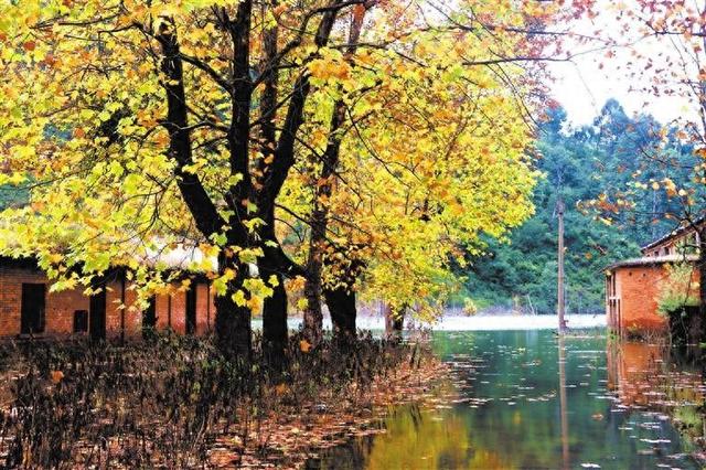 深秋里的工业“遗梦”与金叶“私语”