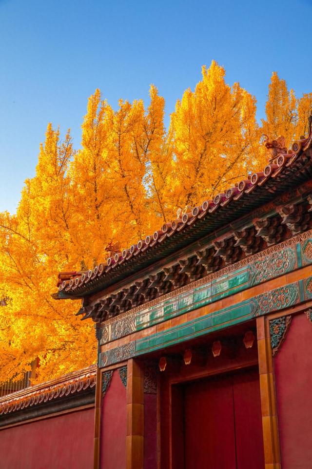 曾经是故宫最冷门的宫殿，而如今因为秋天的银杏，让这里充满生机