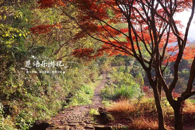 真是绝美！宁波这条山涧古道沿途尽是红枫，与古寺相映堪比诗画