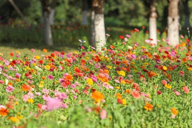 邂逅秋日烂漫：丰泽这片花海美丽绽放，就藏在……
