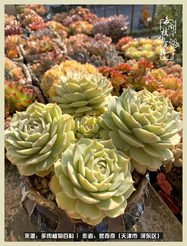 红钻花怎么养（养多肉）