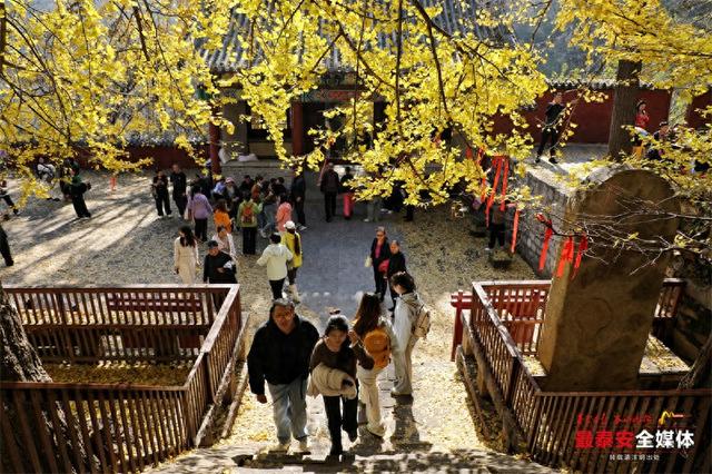 古刹藏金叶 银杏染清辉