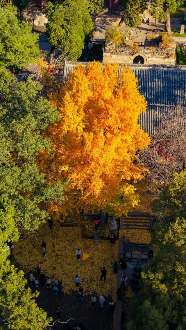 山东:时至初冬,银杏正当时