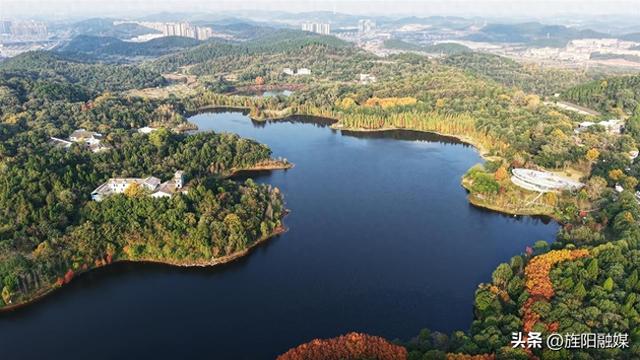 层林尽染！德阳东湖山水杉林渐入最佳观赏期