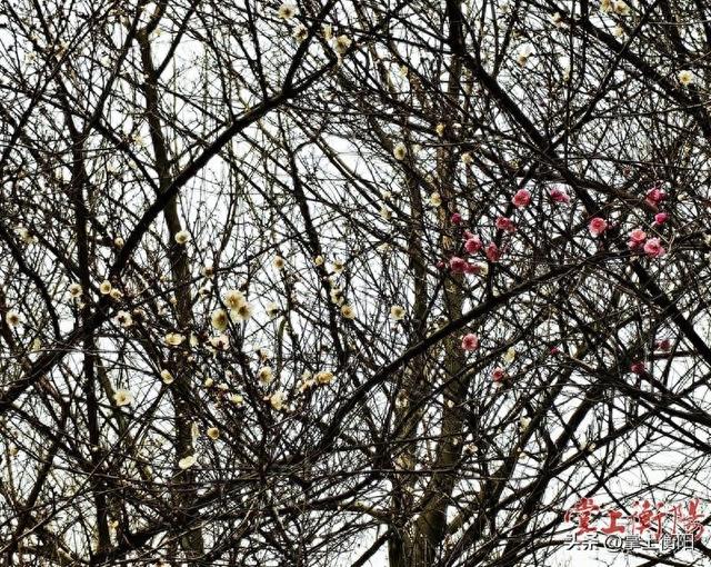 西湖公园红梅白梅竞相绽放