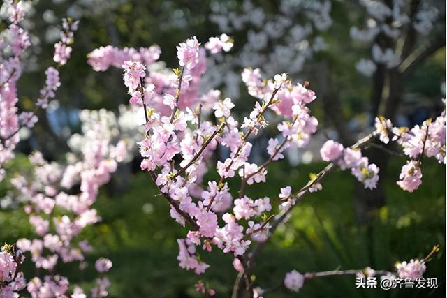 乘着地铁去赏花｜中山公园春日打卡攻略，还有隐藏赏花机位分享