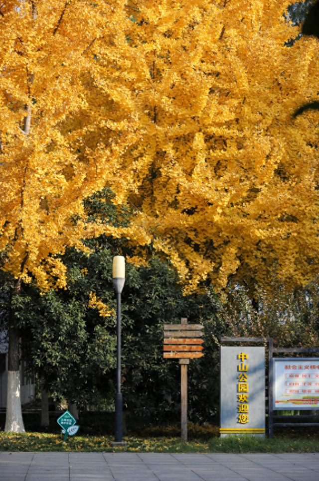 荆州：当沙市的风吹黄第一片银杏​