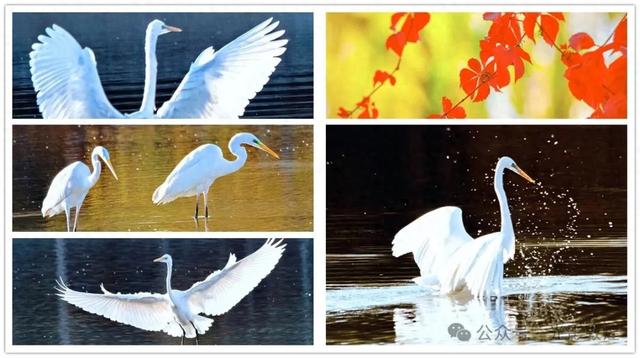 【近距离看敦煌】给党河风情线的秋色来个特写