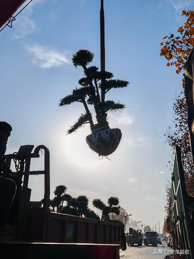 湖北云梦：祥云湾二期初冬植树忙