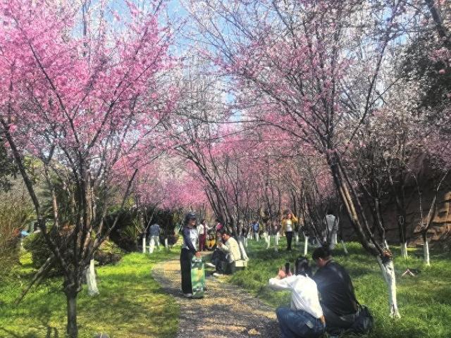 春暖花开踏青去益阳周边赏花攻略请收好