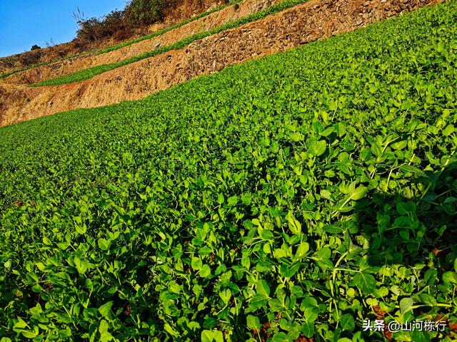 金堂老牛坡大环线，8.5km轻松登顶，看梯田、摘豌豆尖！