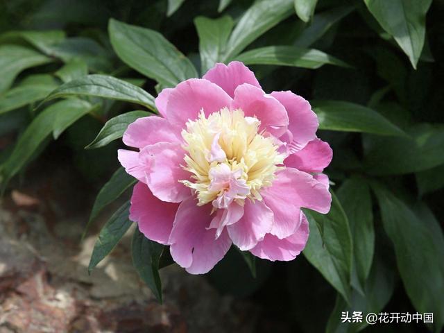 芍药菏泽，延续“甲天下”最美芳华