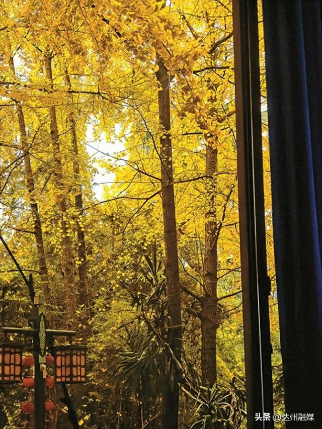 听，达州的银杏在落诗~