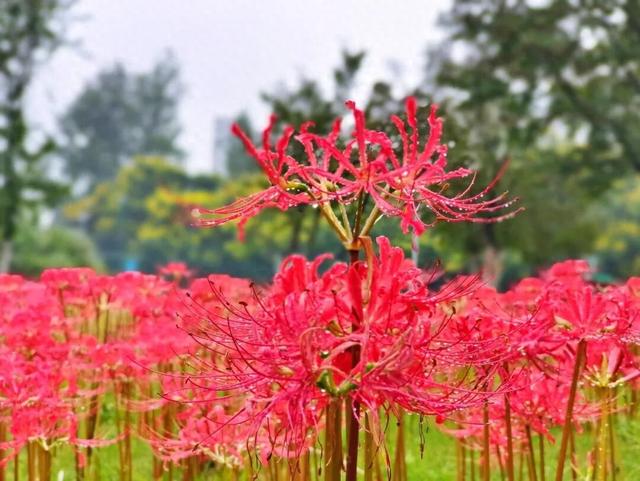 开了！阜阳限定花海，惊艳整个朋友圈！