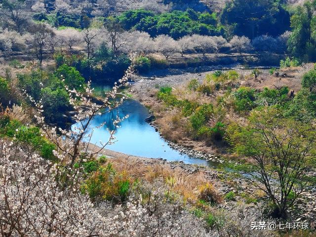 南方人有自己的雪：永泰赏梅指南