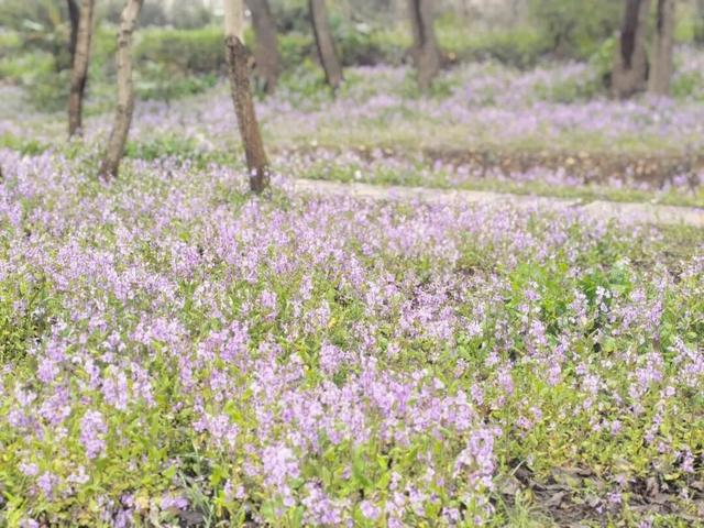 八公山闪冲村，把春天开成了紫色浪漫