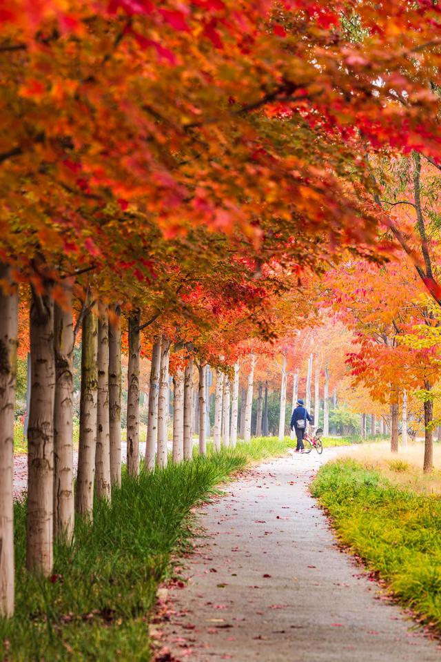 处处皆景！走进北京的秋天，就走进了油画里