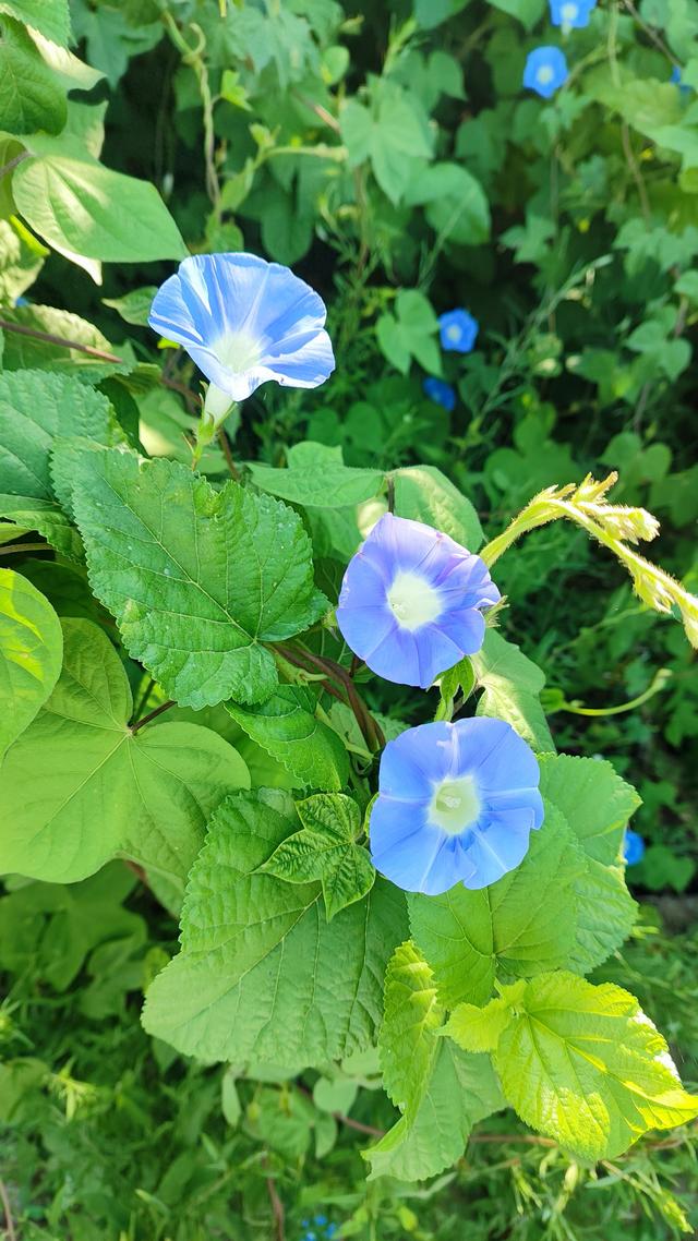 牵牛花的寓意（牵牛花的寓意与象征）