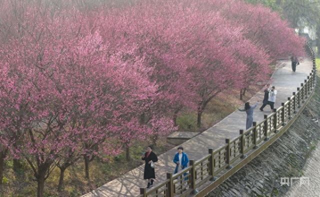 在梅香里邂逅一场诗意漫步！贵州施秉冬日“梅”景引客来