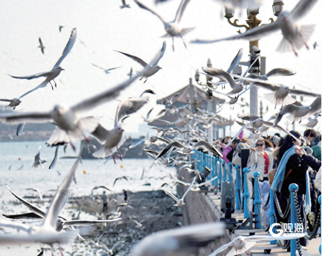 今年11月至明年2月将推出160项主题活动！​做强“海鸥IP” 带热“冬游青岛”