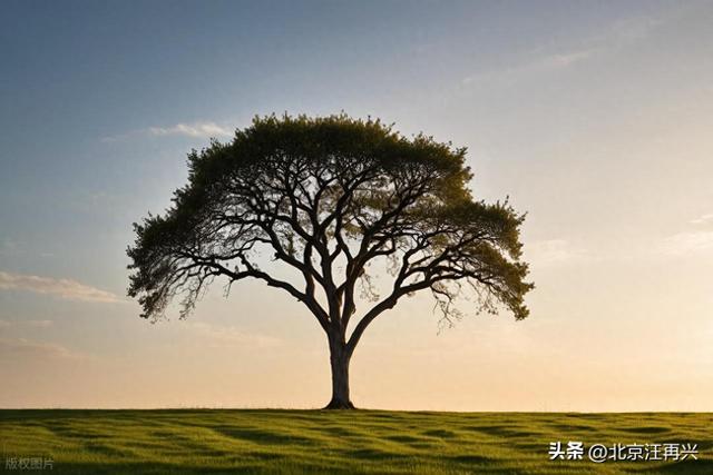 在二连浩特和一棵树并肩眺望内外蒙古，喊声祖国，无限感触