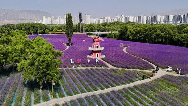 永靖马鞭草花海醉游人