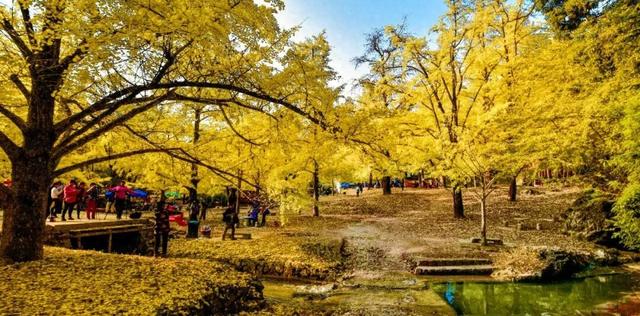 百万株银杏染黄海洋乡，这份秋冬美景请查收